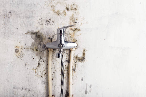 Best Kitchen Mold Remediation in Du Quoin, IL