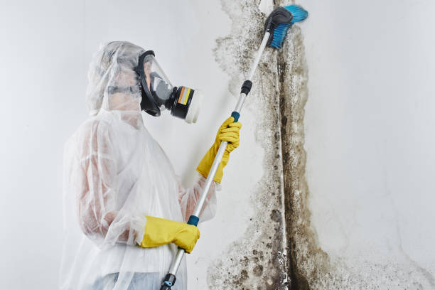 Best Mold Remediation for Specific Building Types in Du Quoin, IL