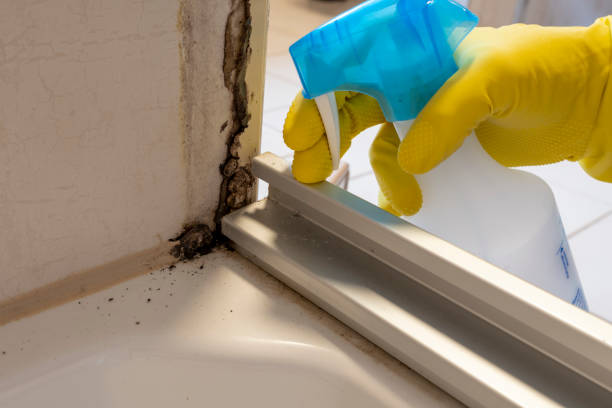 Best Emergency Mold Remediation in Du Quoin, IL