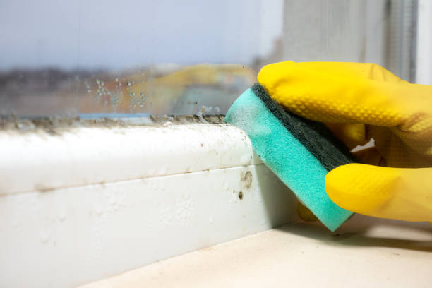 Best Industrial Mold Remediation in Du Quoin, IL