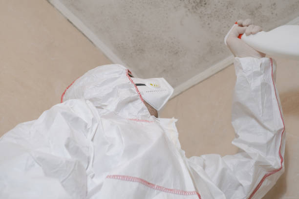 Best Commercial Mold Remediation in Du Quoin, IL
