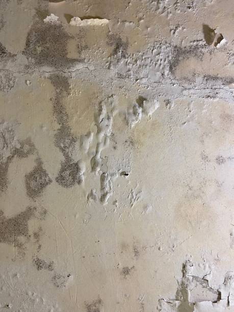 Du Quoin, IL Mold Remediation Company