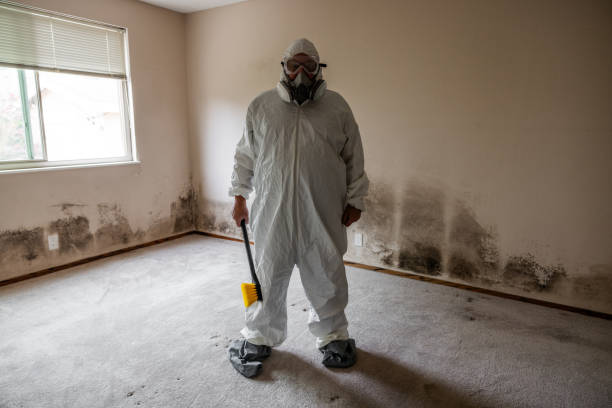 Best Residential Mold Remediation in Du Quoin, IL