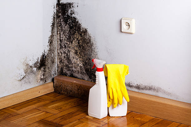 Best Health and Safety Mold Remediation in Du Quoin, IL