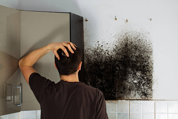 Best Localized Mold Remediation (e.g., coastal areas, humid climates) in Du Quoin, IL