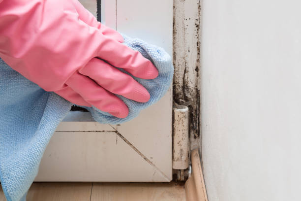 Best Attic Mold Remediation in Du Quoin, IL
