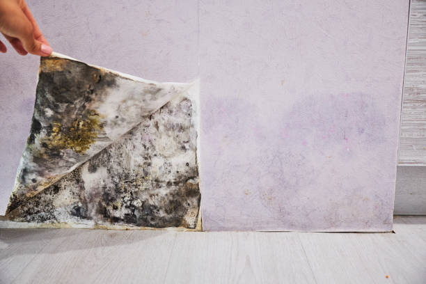 Best Bathroom Mold Remediation in Du Quoin, IL